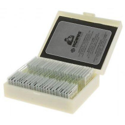 Konus ZOOLOGY, VERTEBRATE INCLUDING MAMMALIA (25 SLIDES)